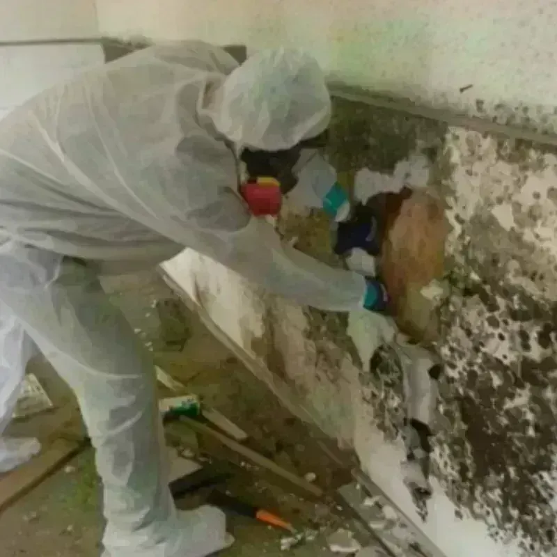 Mold Remediation and Removal in Cienega Springs, AZ